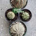 see more listings in the Euphorbia section