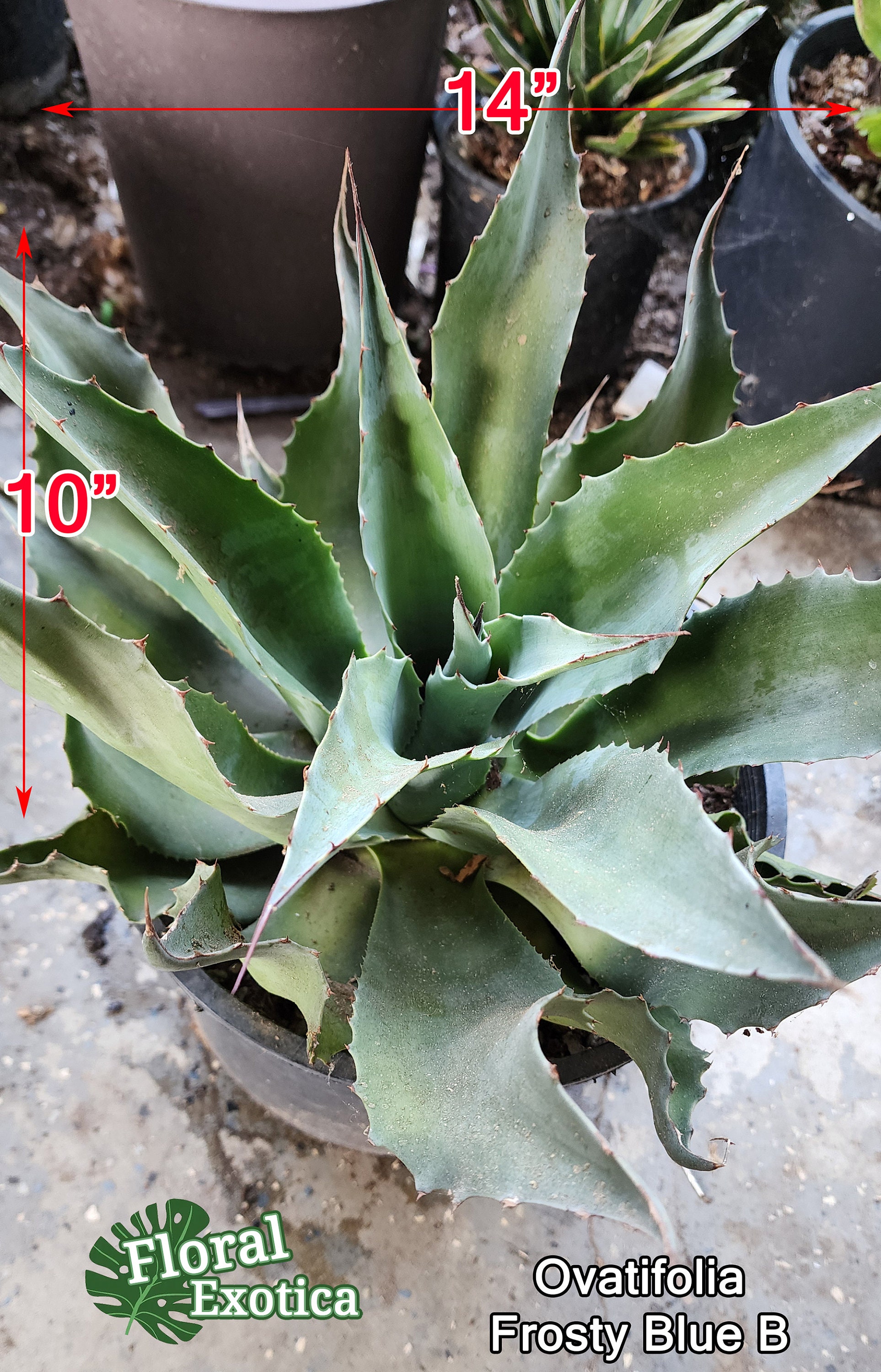 アガベ ブルーリボン 大株 アガベ ブルーリボン 大株 アガベ ブルー