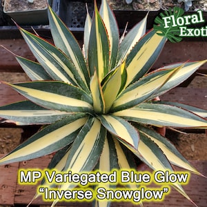Agave MP Blue Glow - アガベ ブルーグロー メディオピクタ- 希少植物 - Rare Offering - 龍舌蘭専門店 - Specialty Agave Shop - US Stock - 植物検疫証明書付きで出荷