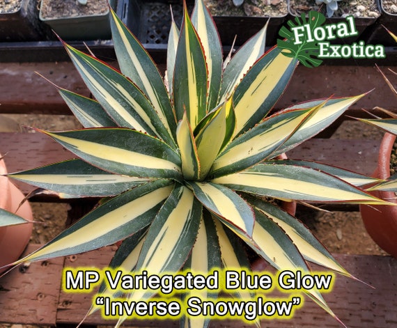 Agave MP Blue Glow - アガベ ブルーグロー メディオピクタ- 希少植物