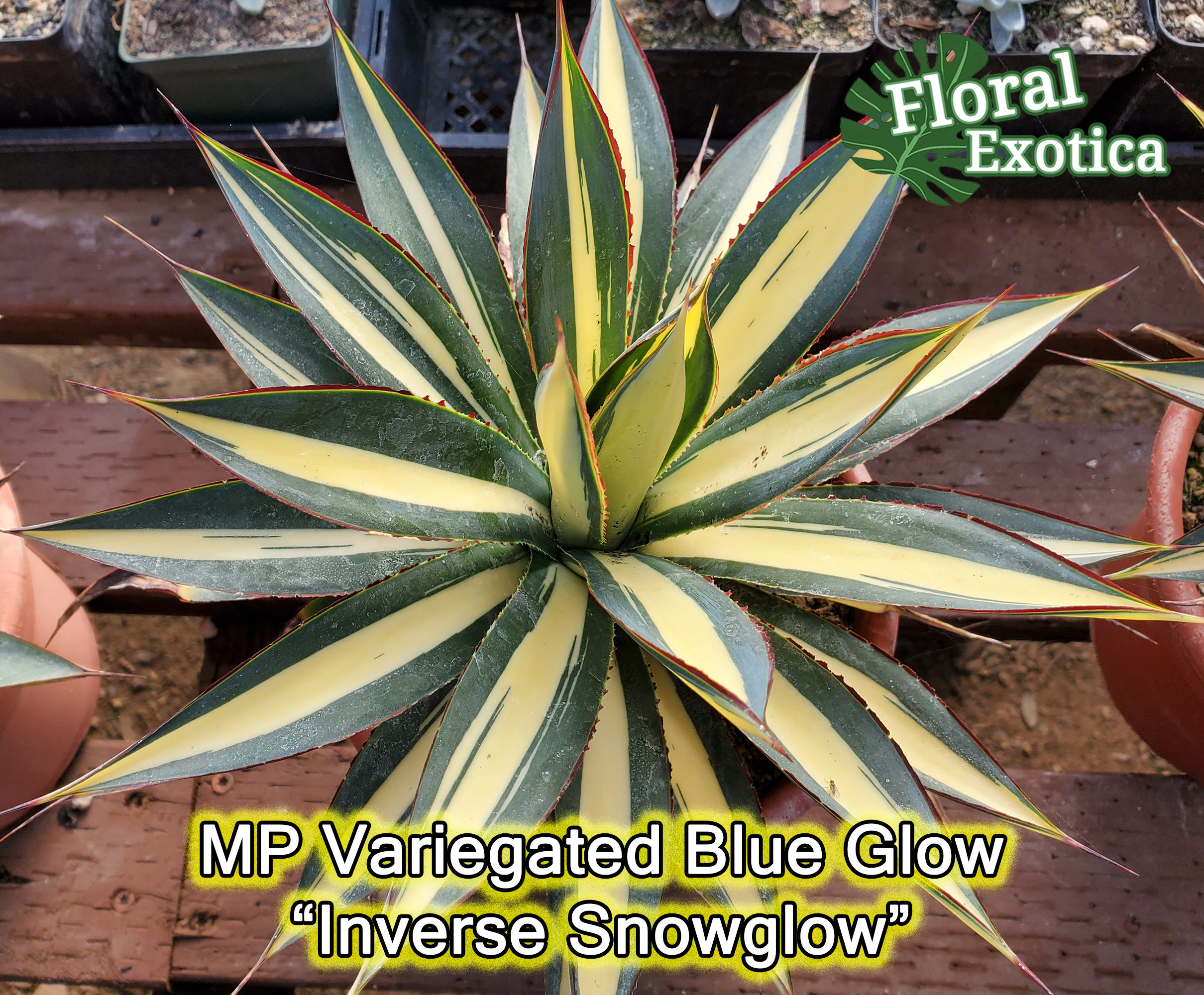 現品・現物】アガベ・スノーグロー Agave hyb.'Snow Grow' Agave