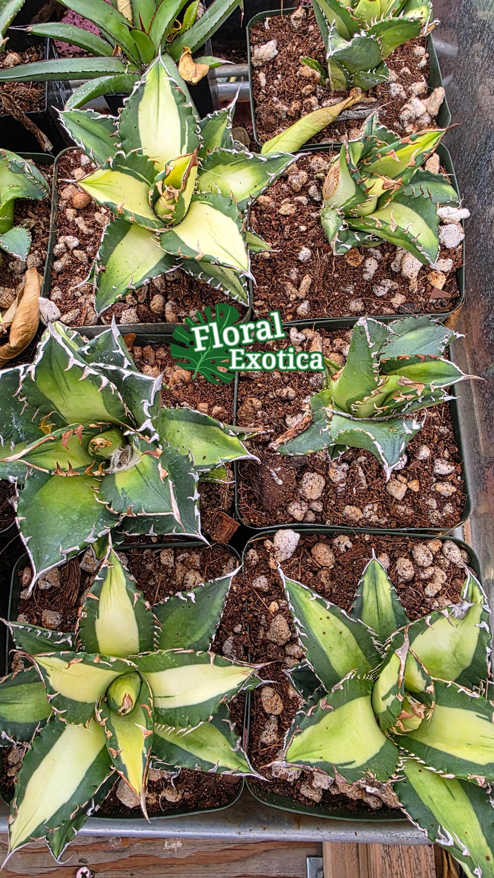 N PLANTS | . Agave titanota [ MASTERPIECE 003 ] N PLANTS