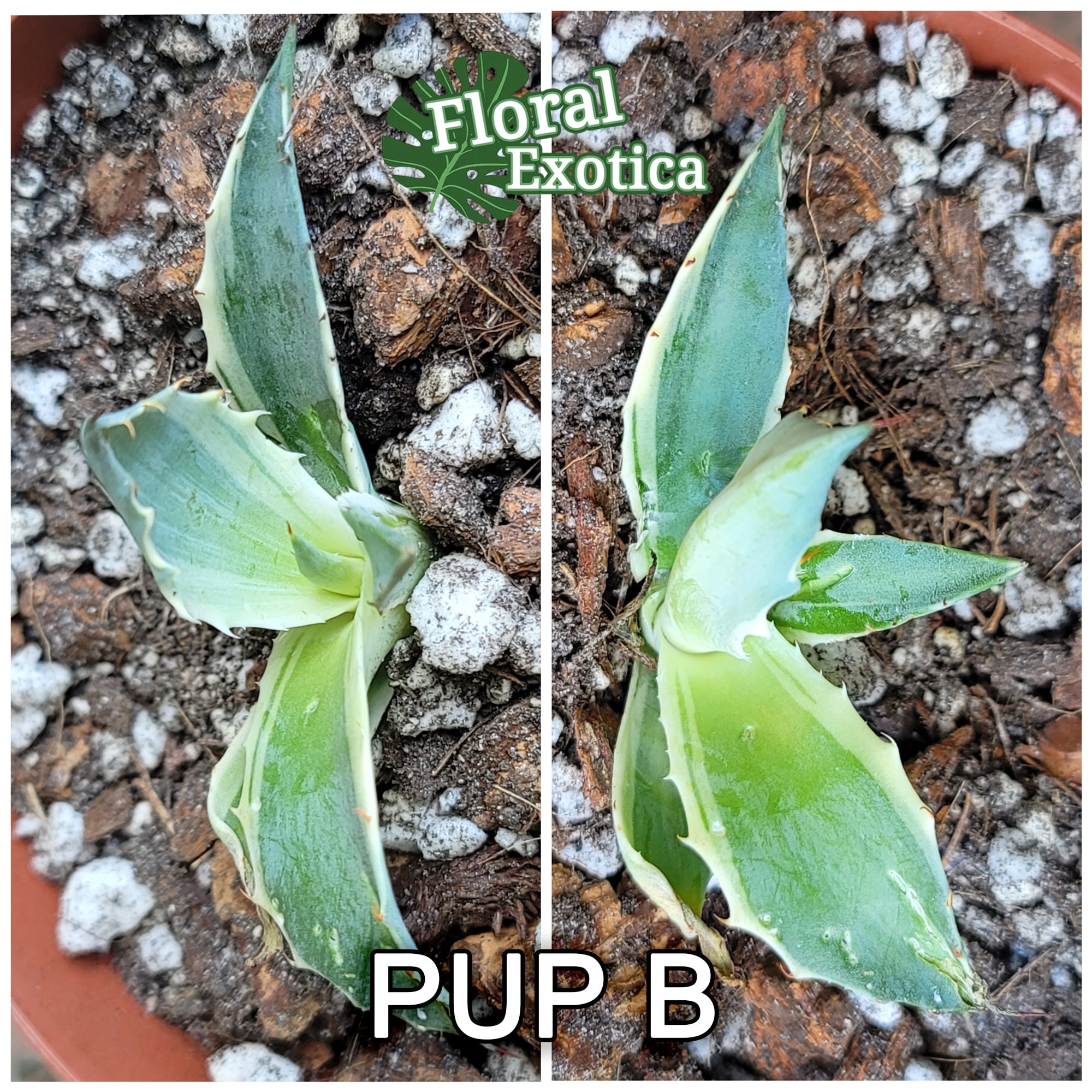 Variegated Agave Parrasana 