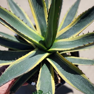 Agave Shawii Variegated - US Stock - 植物検疫証明書付きで出 - Exact Specimen