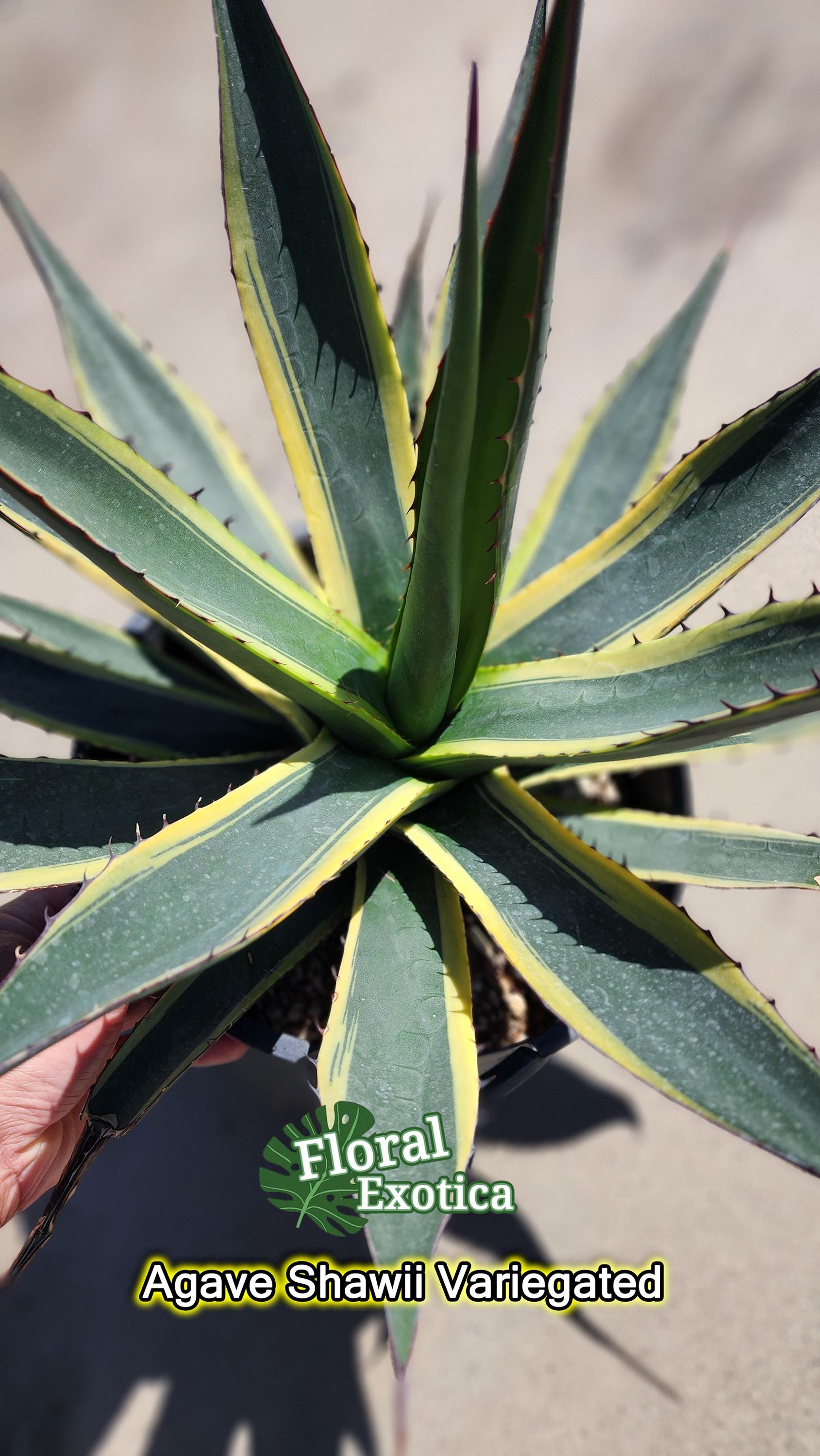 Agave shawii - Etsy 日本
