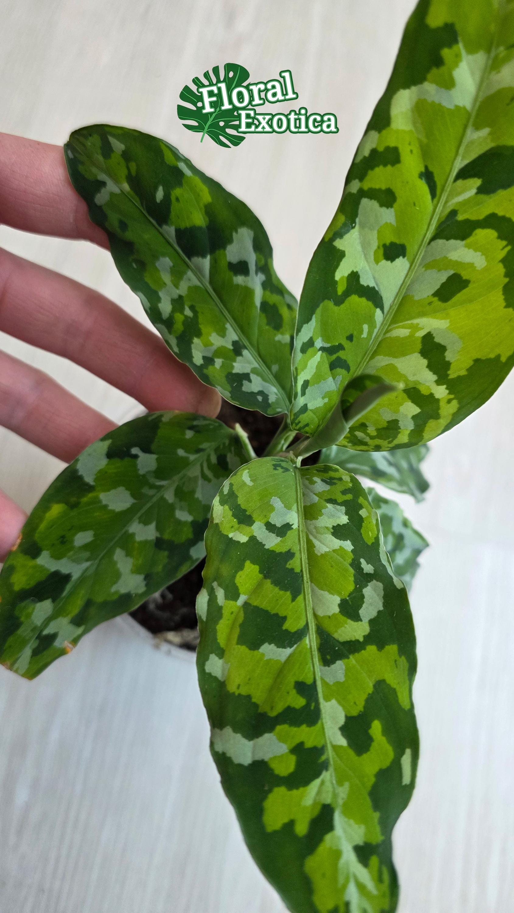Aglaonema Pictum Tricolor - Starter Plant - US Seller - Fast