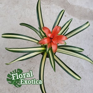 Fancy Bromeliad Guzmania George RARE Variegated Guzmania Highly Acclaimed Variegated Foliage imagem 3