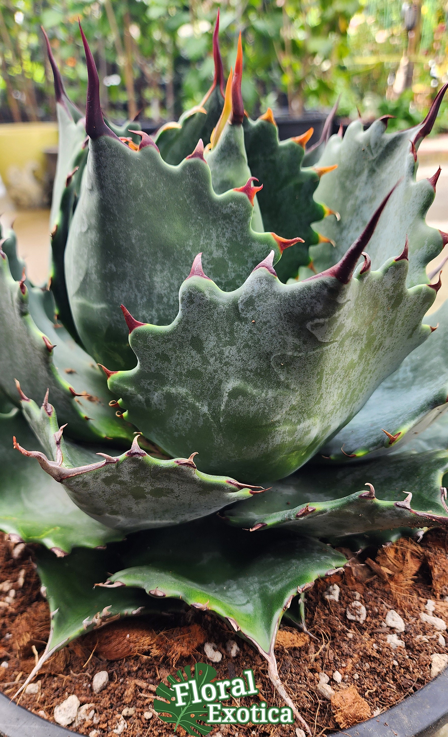 hidden agave チタノタ　✕　パラサナ　ハイブリッド　アガベ 61C7WwcnC3L._UF350,350_QL50_.jpg