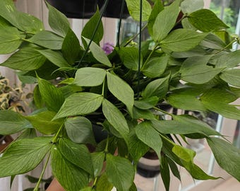 Hoya Polyneura - Hoya cola de pez - Planta joven - Envío a EE. UU.