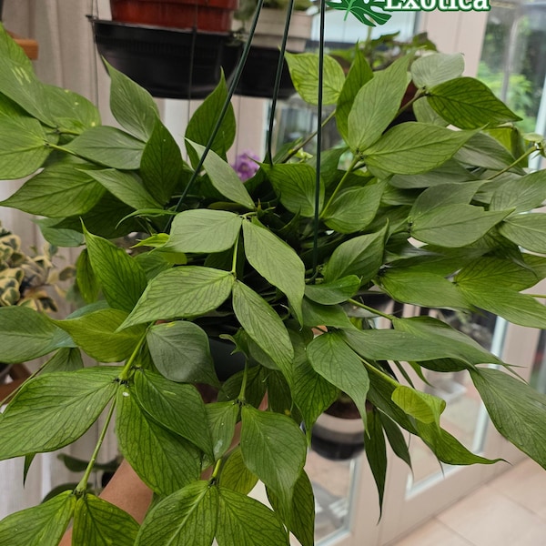 Hoya Polyneura - Fishtail Hoya - Starter Plant - US Shipping