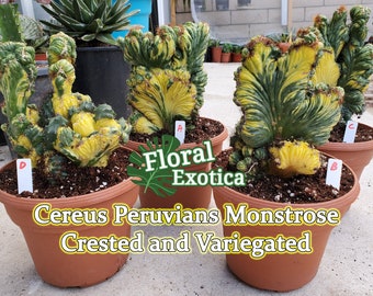 Rare Crested Cereus 'Peruvianus Monstrose' Variegated Cactus