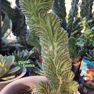 Rare Crested Mexican Fence Post Cactus: Pachycereus Marginatus Cristata