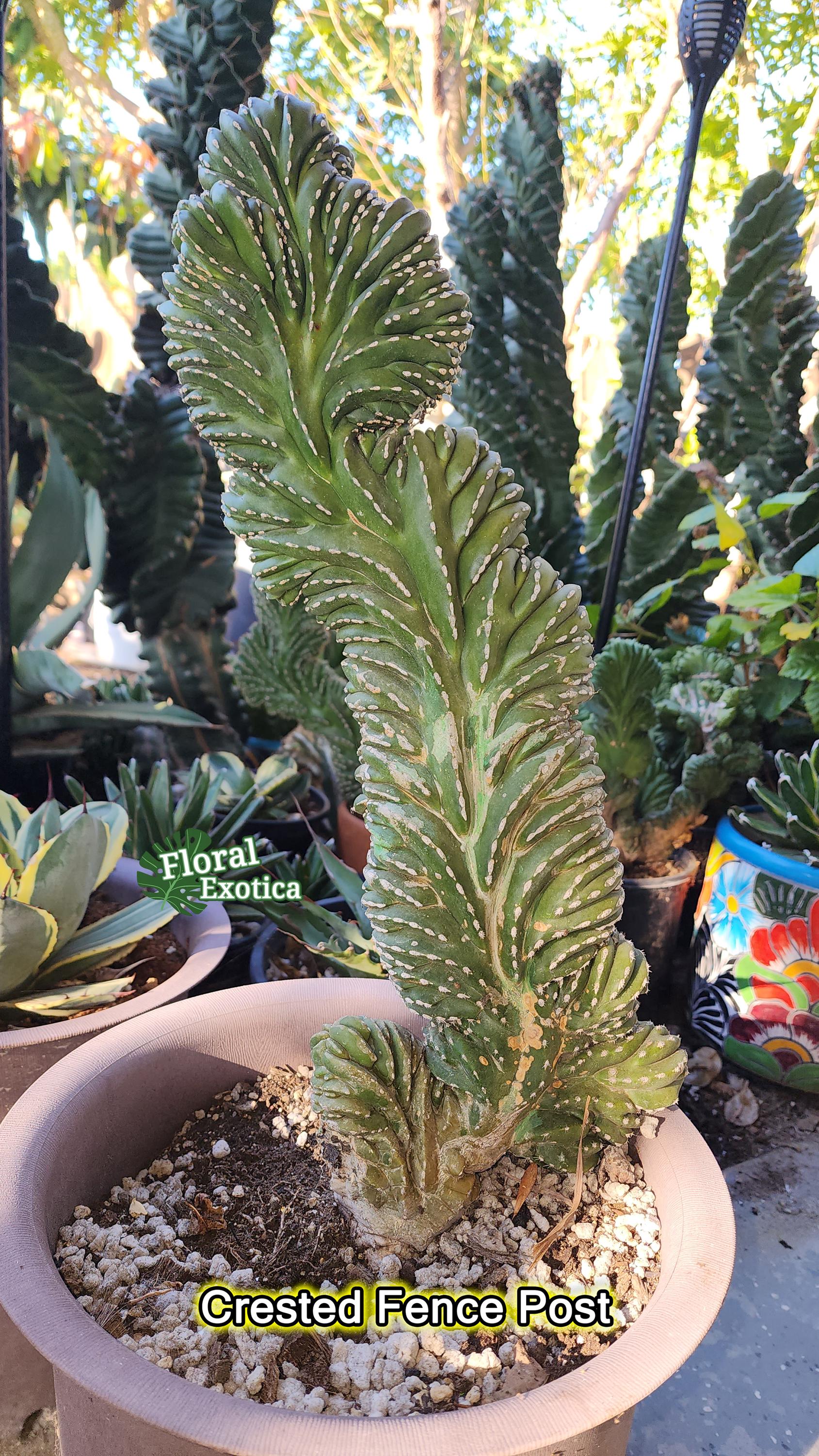 Rare Crested Mexican Fence Post Cactus: Pachycereus Marginatus