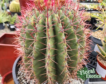 Xtra Large Mexican Red Barrel - Ferocactus Stainesii var. Pringlei Cactus - Bare Root, Free Shipping