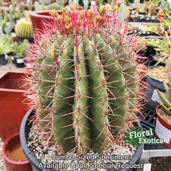 Xtra Large Mexican Red Barrel Ferocactus Stainesii Var. Pringlei Cactus  Bare Root, Free Shipping 