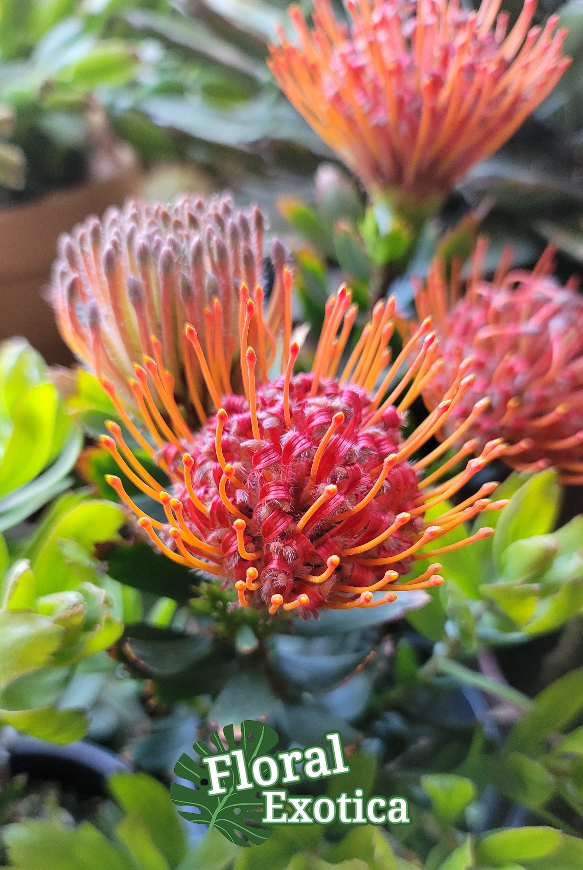 Portea Pincushion Carnival Red Leucospermum Etsy