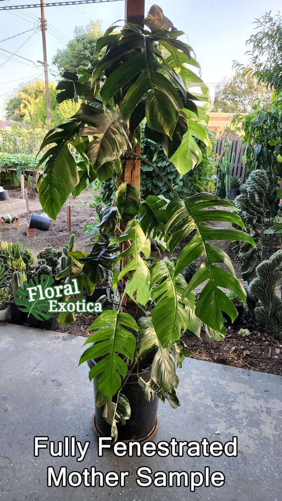 Variegated Epipremnum pinnatum