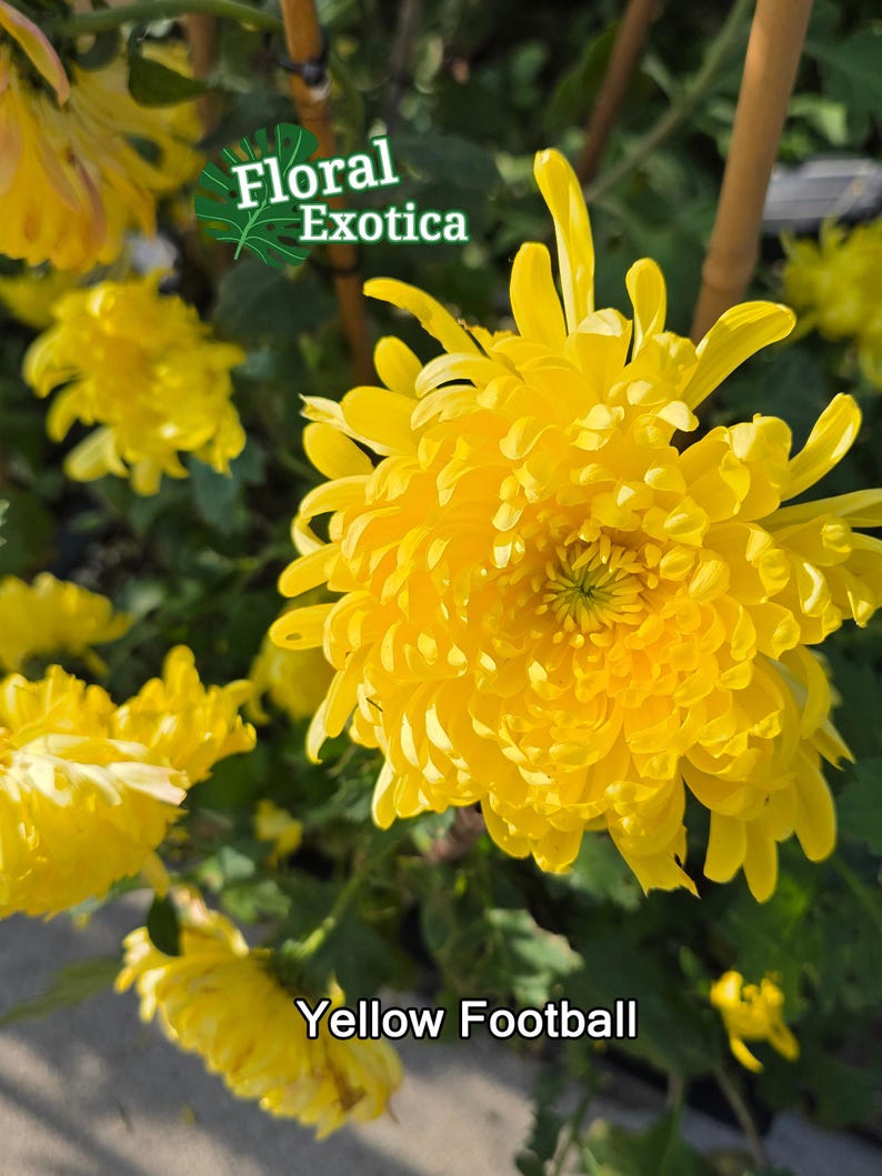 Football Chrysanthemum Plants For Sale