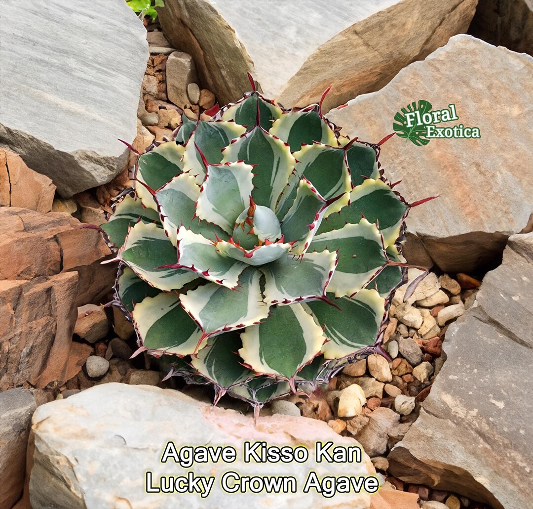 Agave Kissho Kan - 