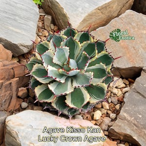 May include: Agave Kisso Kan, also known as Lucky Crown Agave, is a succulent plant with green and white striped leaves and red spines. The plant is growing in a rock garden.