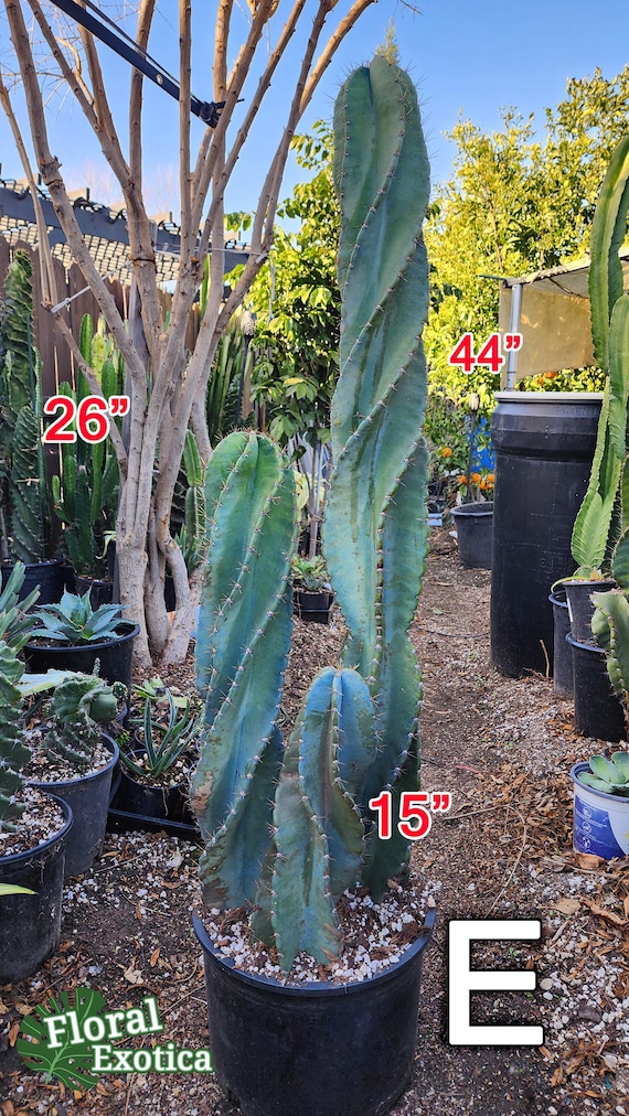 Large Cereus Peruvian Spiralis Cactus  Majestic Columnar Specimen -  Various Length - Etsy