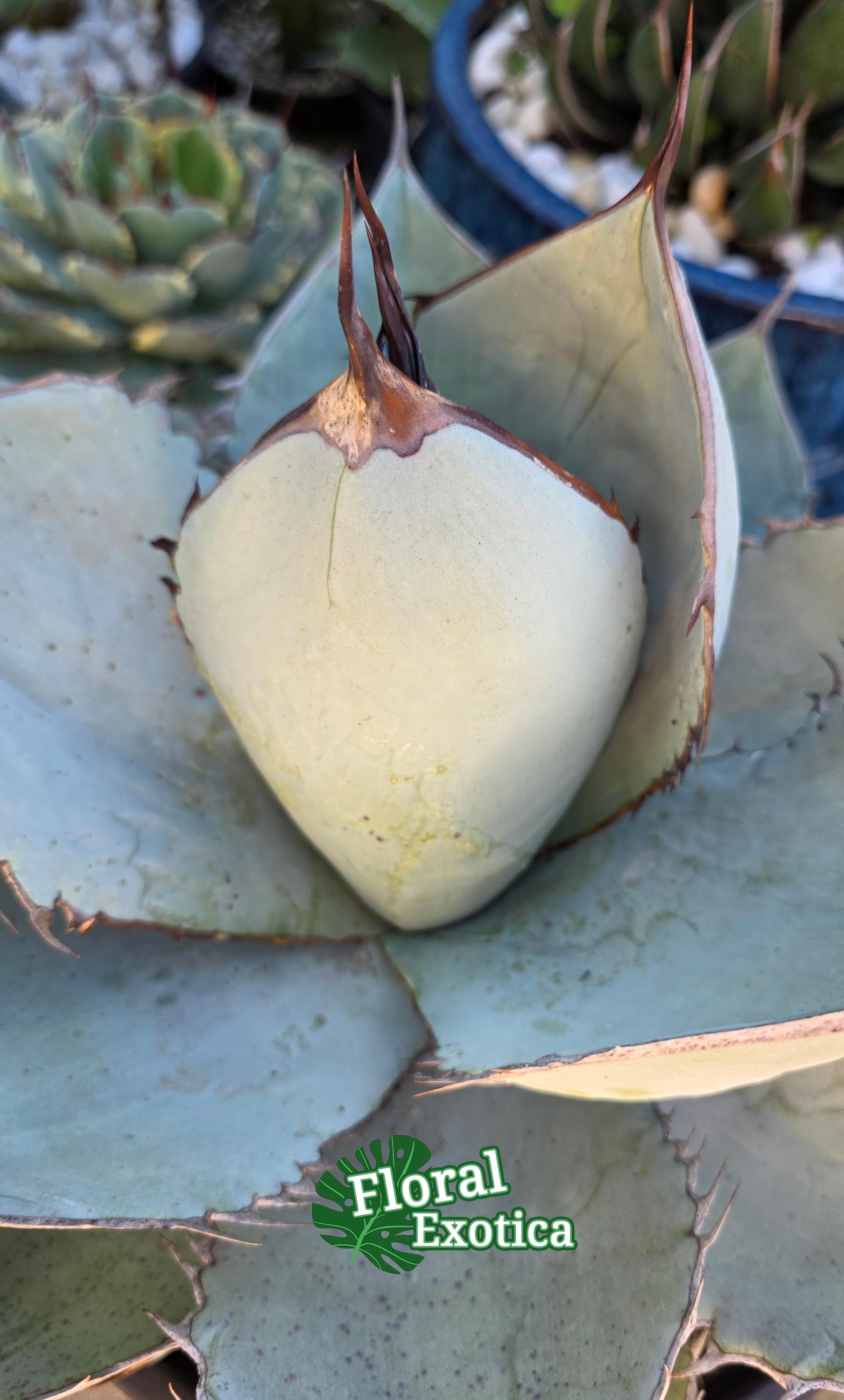 Titanota 