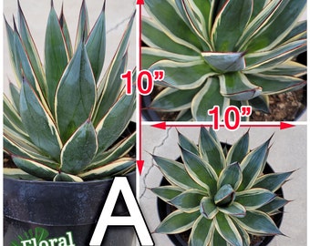 Snowglow Agave - アガベブルーグロー斑入り - 藍光白覆輪 - 希少植物