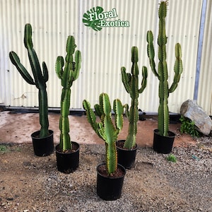 Euphorbia Ammak  - Armed Cactus Sculpture - Architectural Cactus - African Candelabra