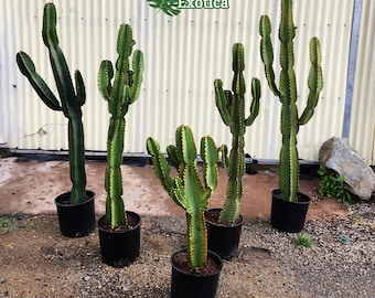 Euphorbia Ammak  - Armed Cactus Sculpture - Architectural Cactus - African Candelabra