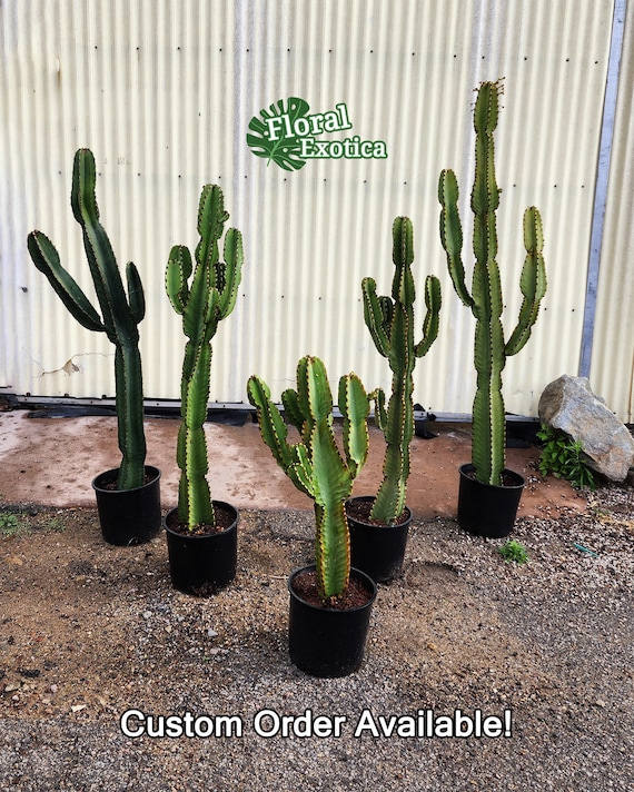 Euphorbia Ammak - Armed Cactus Sculpture - Architectural Cactus - African  Candelabra - Etsy.de