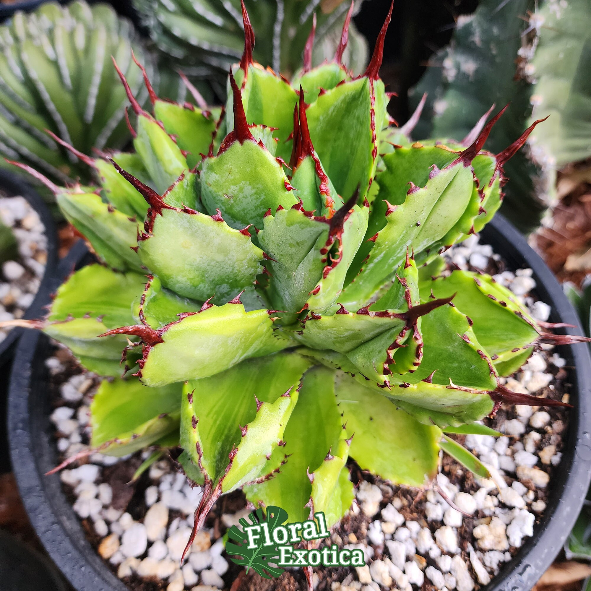 Agave Potatorum Cubic Variegated - アガベ ポタトラム