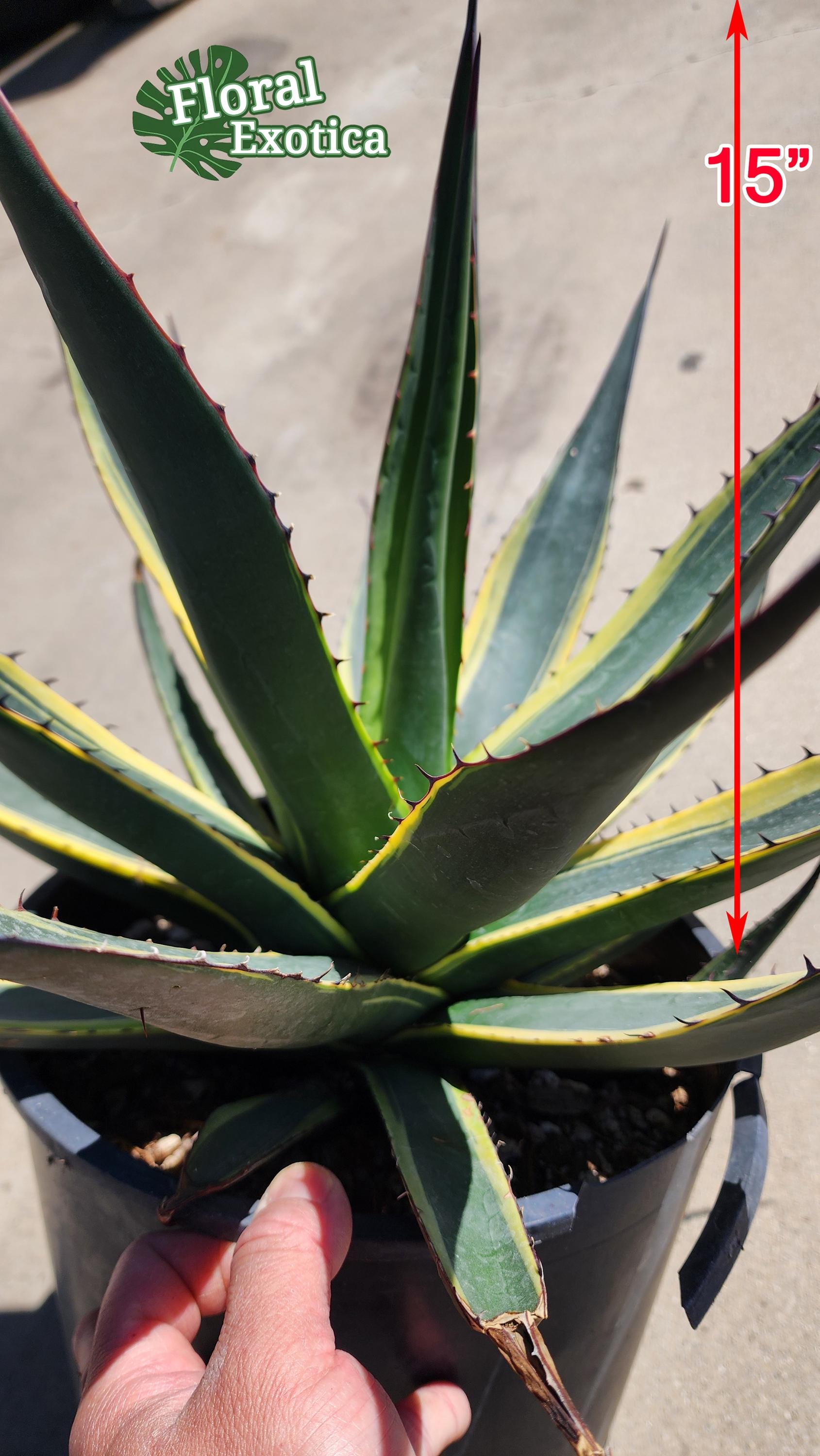 Agave Shawii Variegated - US Stock - 植物検疫証明書付きで出