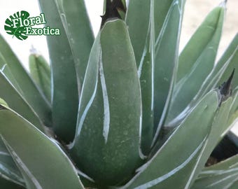 Agave Ferdinandi-regis: King of Agaves, Triangular Silver-marked