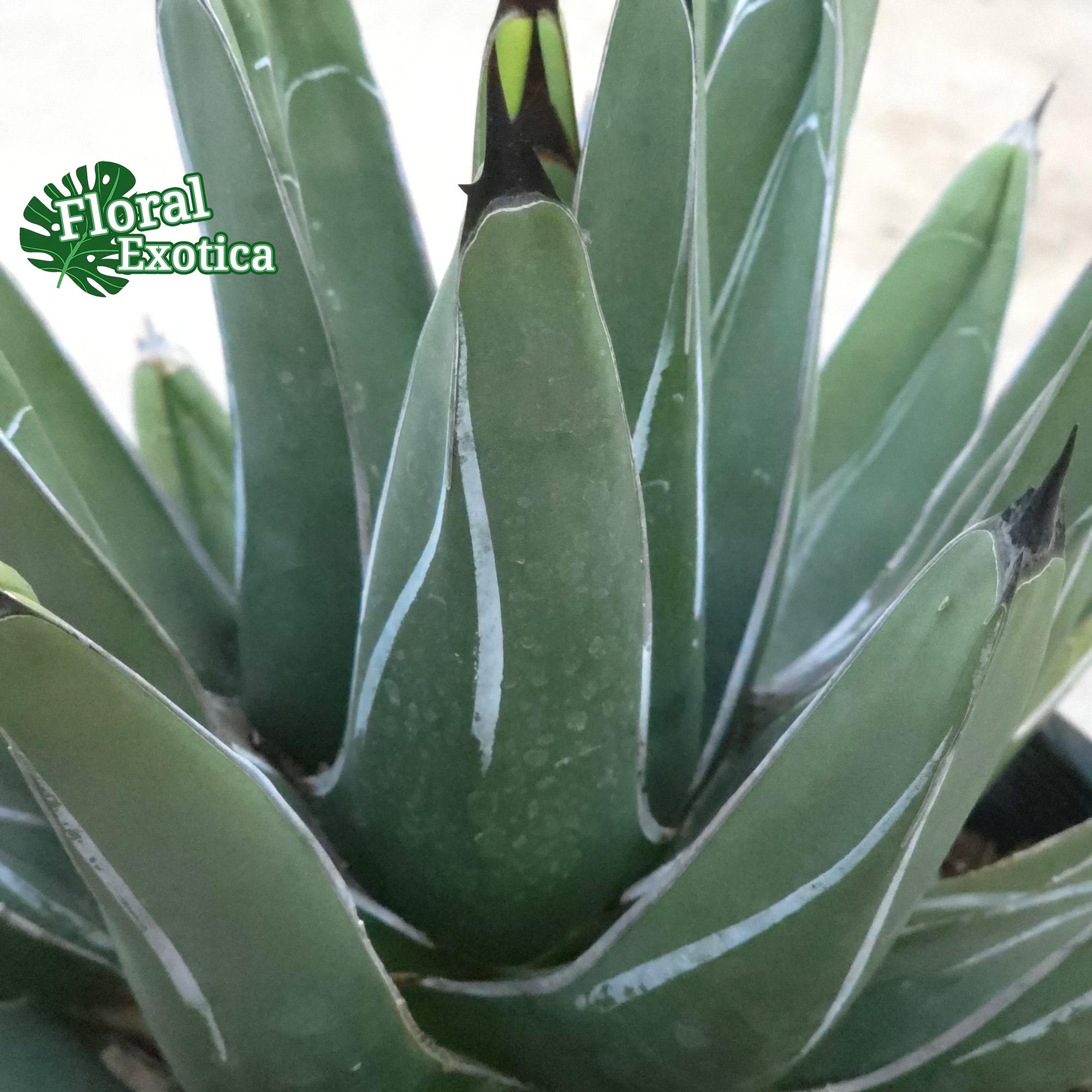 Agave Ferdinandi-regis: King of Agaves, Triangular Silver-marked
