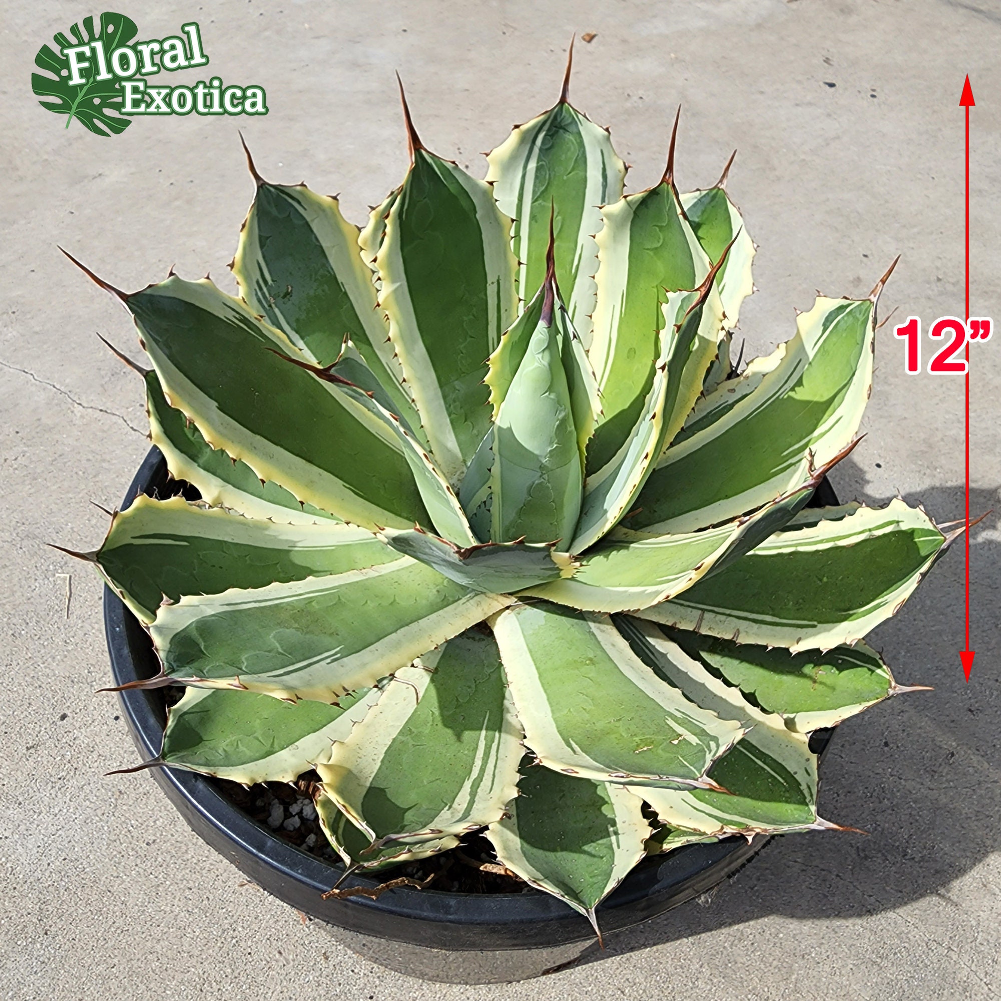 Agave Potatorum 'snowfall' - Agave Collection - Etsy