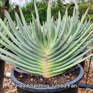 Fan Aloe Plicatilis - 5 Gal - Mature Specimen - 12 leaves - Slow Growing Fan Aloe