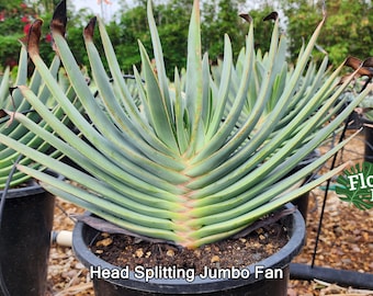 Fan Aloe Plicatilis - 5 Gal - Mature Specimen - 12 leaves - Slow Growing Fan Aloe