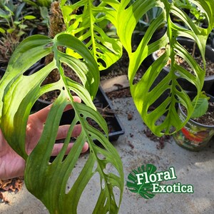 Monstera Epipremnoides "esqueleto" - Etsy