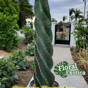 Large Cereus Peruvian 'Spiralis' Spiral Cactus Specimen Majestic Pillar Stable Spirals Free Shipping image 2