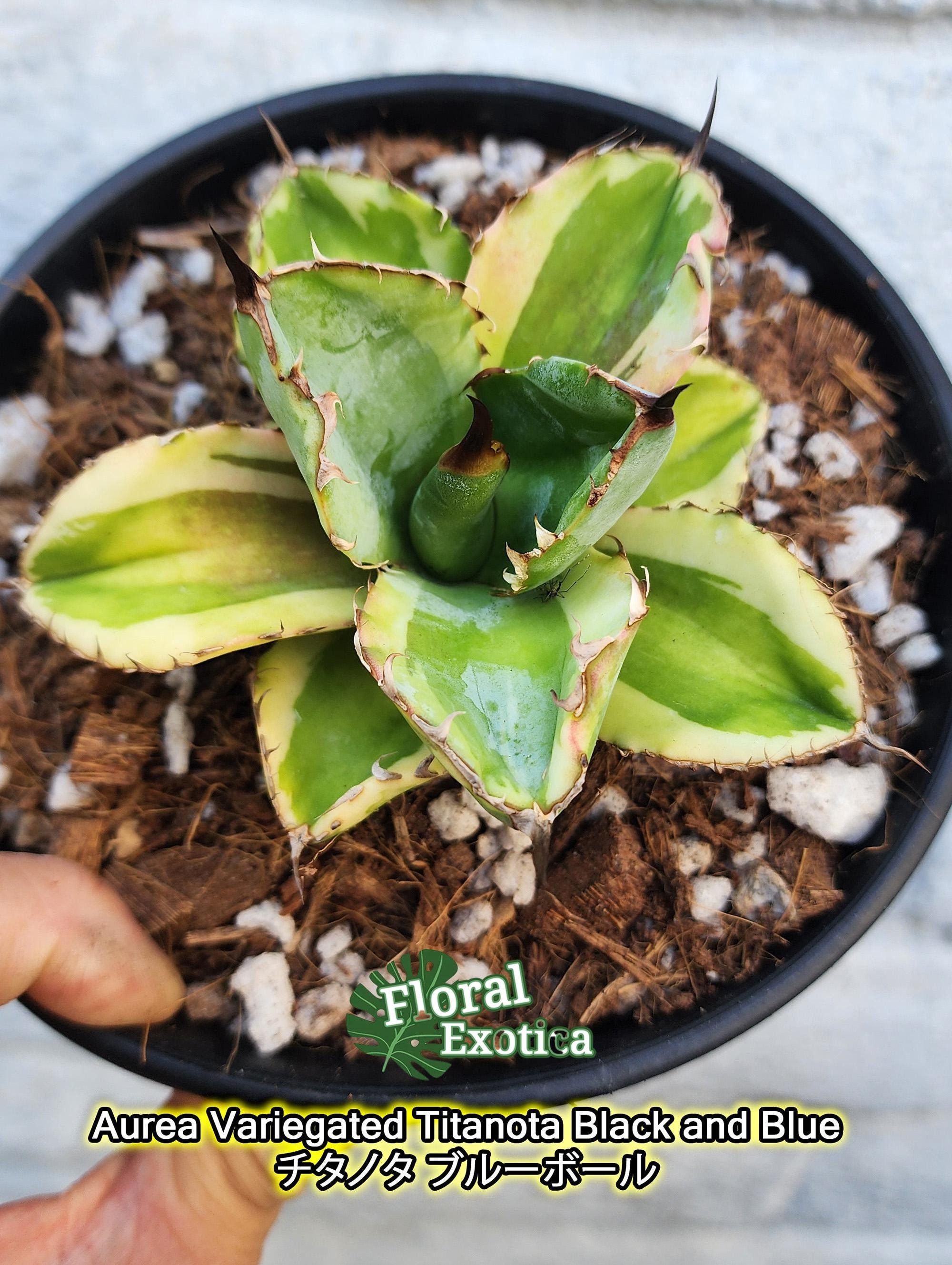 ① レア Agave titanota f.variegata アガベ チタノタ錦 (曙斑 ① レア Agave titanota f.variegata アガベ チタノタ錦 (曙斑
