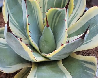 Agave Parryi Truncata 'orizaba' - アガベ パリー トランカタ