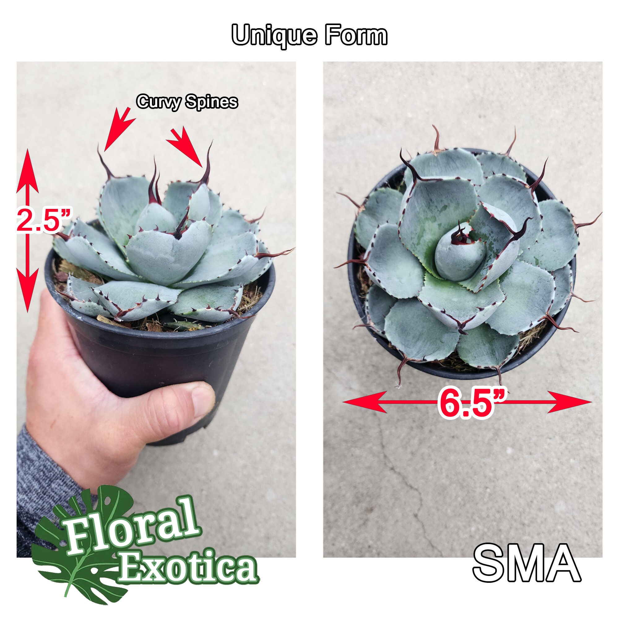 Agave Parryi Truncata - アガベ パリー トルンカータ Agave Parryi Truncata - アガベ パリー トルンカータ