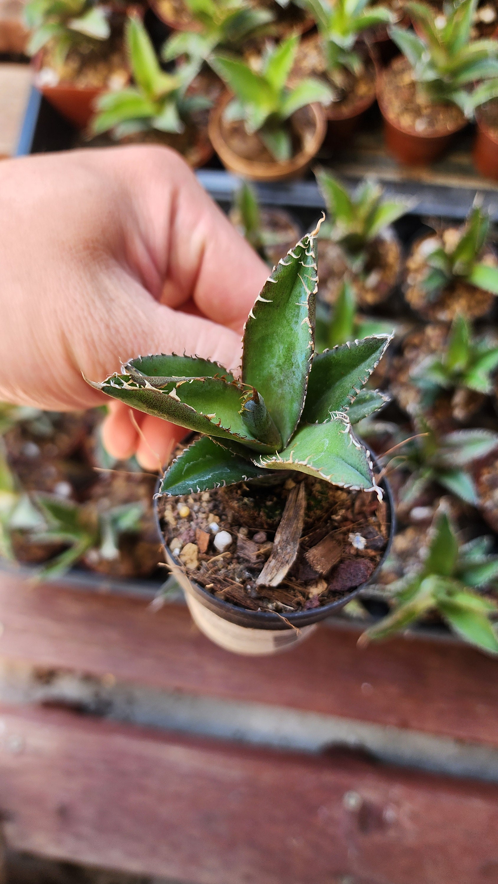 ever plants】Agave titanota Mad bal、チタノタ、オテロイ、マッド