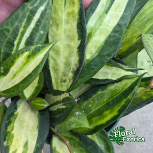 Hoya macrophylla pot of gold - Etsy 日本