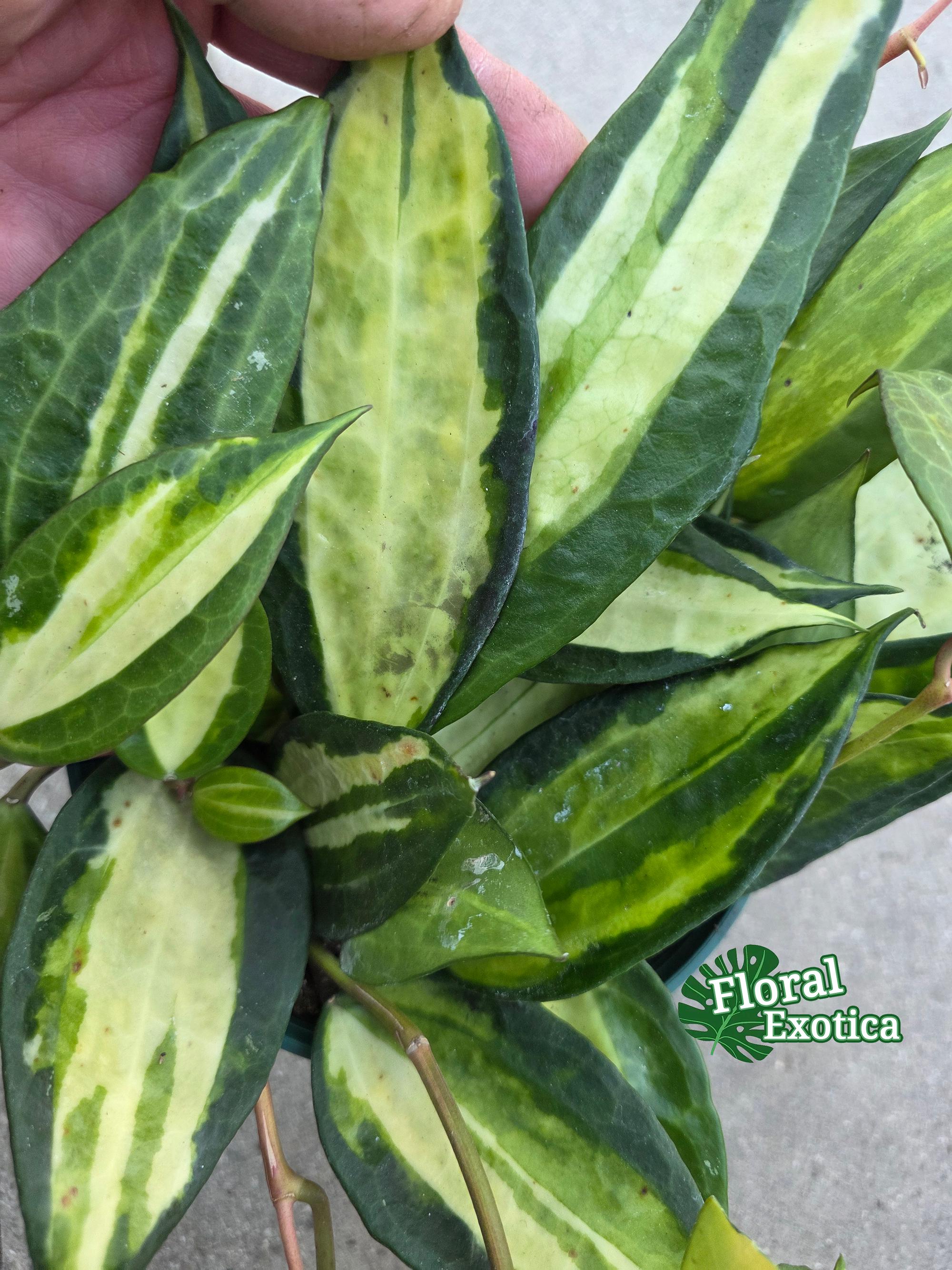Hoya macrophylla pot of gold - Etsy 日本