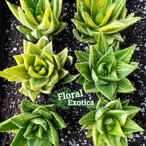 Aloe Nobilis Variegata - Yellow and Green Ornamental Aloe - US Fast Shipping