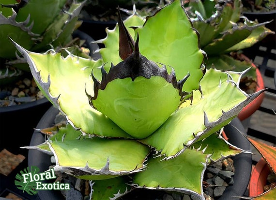 K*o様 アガベ・チタノタ・黒武士【龍球会特選】black samurai・レア K*o様 アガベ・チタノタ・黒武士【龍球会特選】black samurai