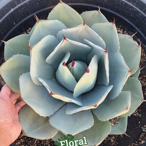 Agave Parryi Truncata - Blue Collector Agave - Rare 18&quot; - 24&quot; Giant Prime Collection Specimen!