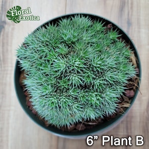 Abrometiella Brevifolia - Rare Collector Plant - Slow Growing