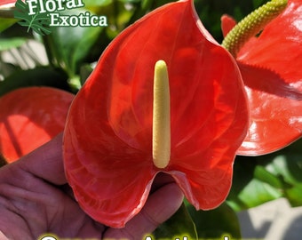 Anthrium Nebraska - Orange Anthurium - Premium Florist Quality - Free US Shipping
